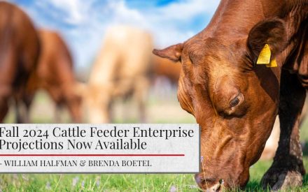 Image of cattle grazing in a field. The article title 'Fall 2024 Cattle Feeder Enterprise Projections Now Available' is shown. The authors names 'William Halfman & Brenda Boetel' are shown.