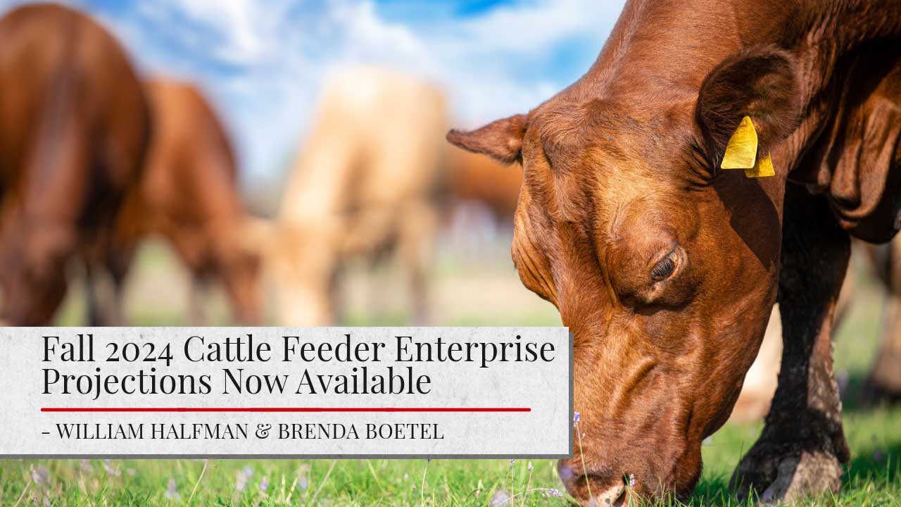 Image of cattle grazing in a field. The article title 'Fall 2024 Cattle Feeder Enterprise Projections Now Available' is shown. The authors names 'William Halfman & Brenda Boetel' are shown.