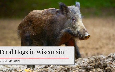 Image of a wild boar or feral hog standing in a field. The article title 'Feral Hogs in Wisconsin' is shown. The author's name 'Jeff Morris' is shown.