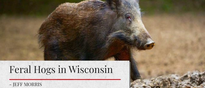 Feral Hogs in Wisconsin