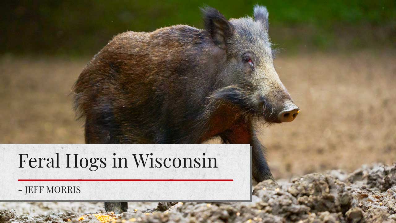 Image of a wild boar or feral hog standing in a field. The article title 'Feral Hogs in Wisconsin' is shown. The author's name 'Jeff Morris' is shown.