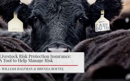 ALT: "Close-up of a black cow's face with ear tags numbered 6046. Below is a title that reads 'Livestock Risk Protection Insurance: A Tool to Help Manage Risk' by William Halfman & Brenda Boetel"