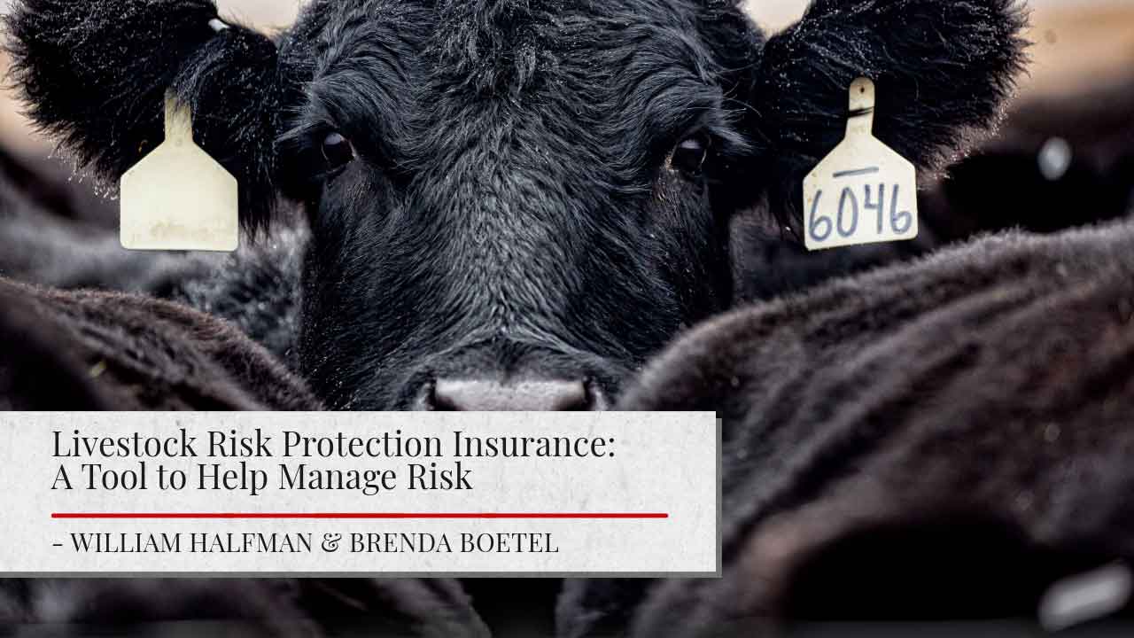 ALT: "Close-up of a black cow's face with ear tags numbered 6046. Below is a title that reads 'Livestock Risk Protection Insurance: A Tool to Help Manage Risk' by William Halfman & Brenda Boetel"