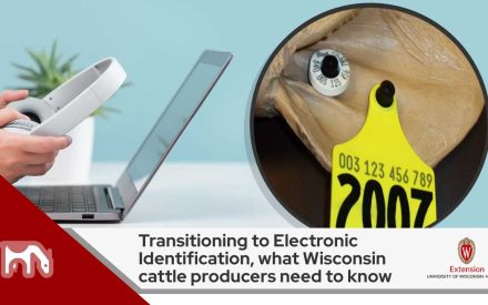 Transitioning to Electronic Identification, what Wisconsin cattle producers need to know