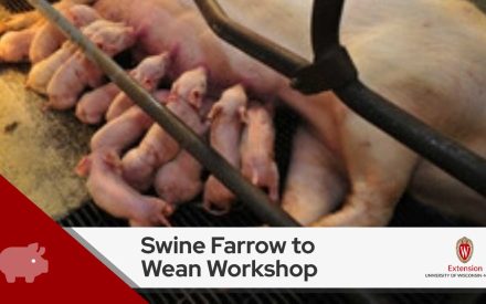 A group of piglets nursing from their mother with the text ‘Swine Farrow to Wean Workshop’ overlaid at the bottom, alongside the University of Wisconsin-Extension logo