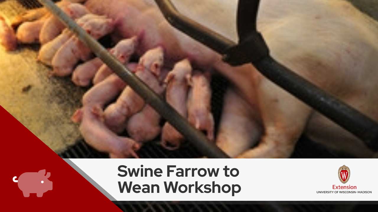 A group of piglets nursing from their mother with the text ‘Swine Farrow to Wean Workshop’ overlaid at the bottom, alongside the University of Wisconsin-Extension logo