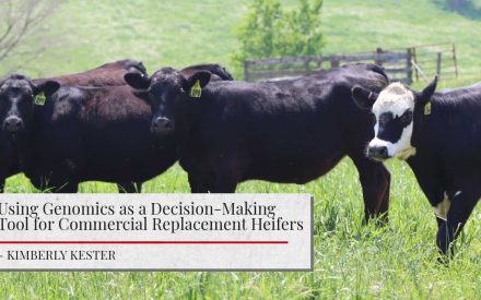 Image shows cows standing in a field. Text reads ‘Using Genomics as a Decision-Making Tool for Commercial Replacement Heifers’ in black letters against a white background, the author 'Kimberly Kester' is listed.