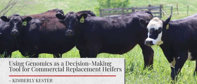 Using Genomics as a Decision-Making Tool for Commercial Replacement Heifers