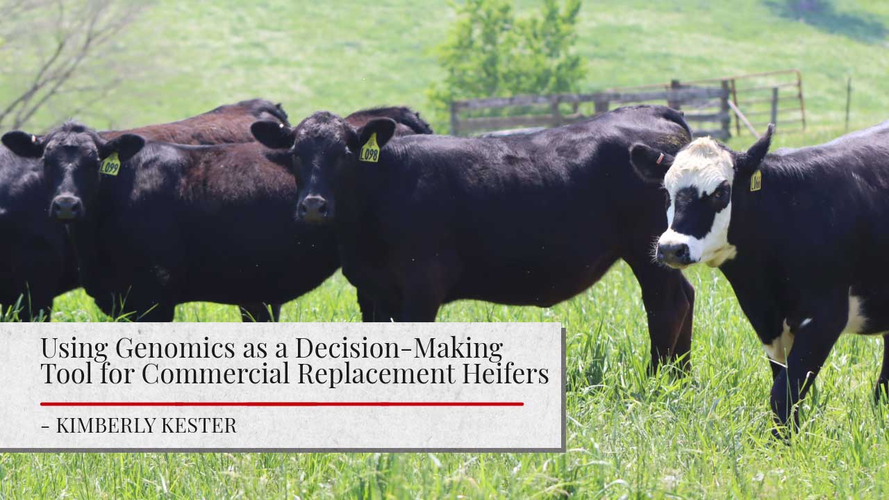 Image shows cows standing in a field. Text reads ‘Using Genomics as a Decision-Making Tool for Commercial Replacement Heifers’ in black letters against a white background, the author 'Kimberly Kester' is listed.