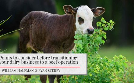 ALT: "A young brown and white calf stands among green foliage. Above is a title that reads 'Points to consider before transitioning your dairy business to a beef operation' by William Halfman & Ryan Sterry"