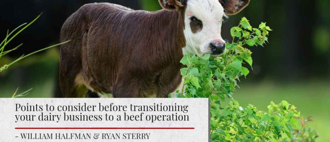 🎧 LISTEN: Points to consider before transitioning your dairy business to a beef operation