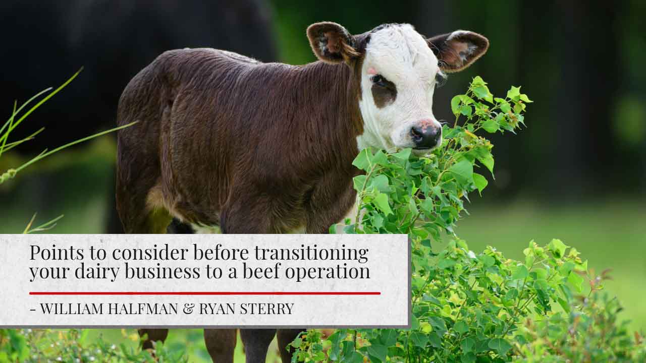 ALT: "A young brown and white calf stands among green foliage. Above is a title that reads 'Points to consider before transitioning your dairy business to a beef operation' by William Halfman & Ryan Sterry"