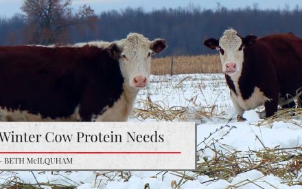 The image shows two Hereford cows in a snowy winter landscape. The cows are standing in a field covered in snow, with a forested area in the background. The image has a title "Winter Cow Protein Needs" and the author's name "- BETH McILOUHAM" below it.