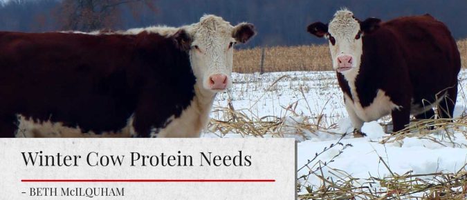 Winter Cow Protein Needs