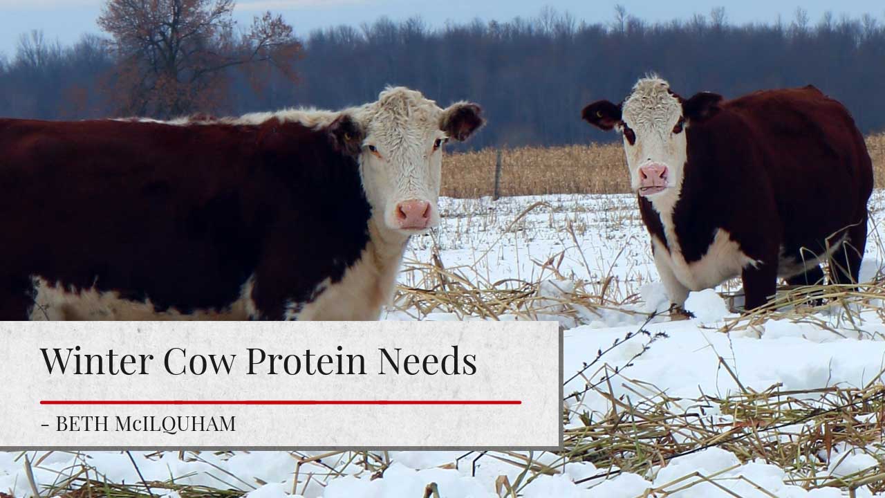 The image shows two Hereford cows in a snowy winter landscape. The cows are standing in a field covered in snow, with a forested area in the background. The image has a title "Winter Cow Protein Needs" and the author's name "- BETH McILOUHAM" below it.