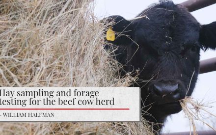 The image shows a close-up of a black cow's head, with straw and hay visible around it. The cow appears to be eating or foraging. The image has a title "Hay sampling and forage testing for the beef cow herd" and the author's name "- WILLIAM HALFMAN" below it.