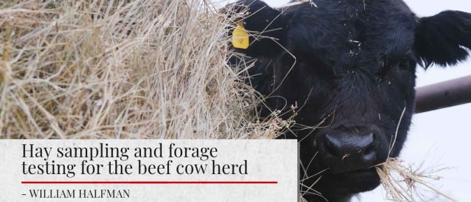 Hay sampling and forage testing for the beef cow herd