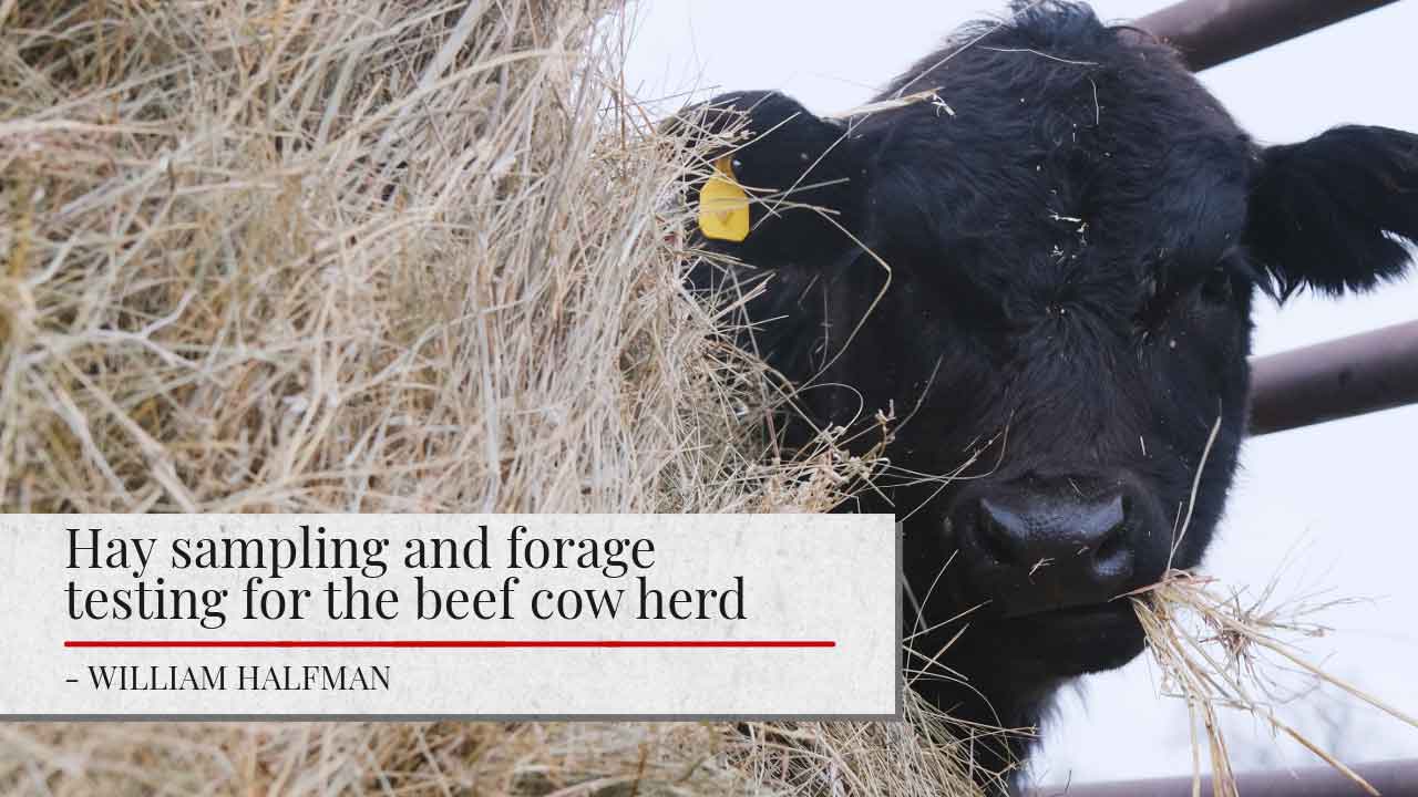 The image shows a close-up of a black cow's head, with straw and hay visible around it. The cow appears to be eating or foraging. The image has a title "Hay sampling and forage testing for the beef cow herd" and the author's name "- WILLIAM HALFMAN" below it.