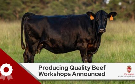 A black Angus cow stands in a grassy field. Below is a banner announcing 'Producing Quality Beef Workshops Announced' with the University of Wisconsin-Madison Extension logo.