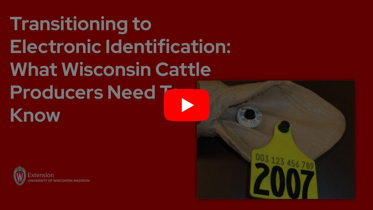 A YouTube video thumbnail showing the title 'Transitioning to Electronic Identification: What Wisconsin Cattle Producers Need To Know' on a red background. The image includes a yellow cattle ear tag. The University of Wisconsin-Madison Extension logo appears in the lower left corner.