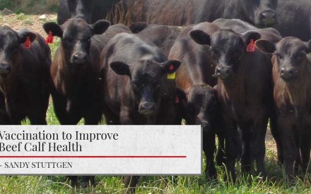 A group of black beef calves standing together in a grassy field, with ear tags visible. Below is a title overlay reading 'Vaccination to Improve Beef Calf Health' by Sandy Stuttgen.