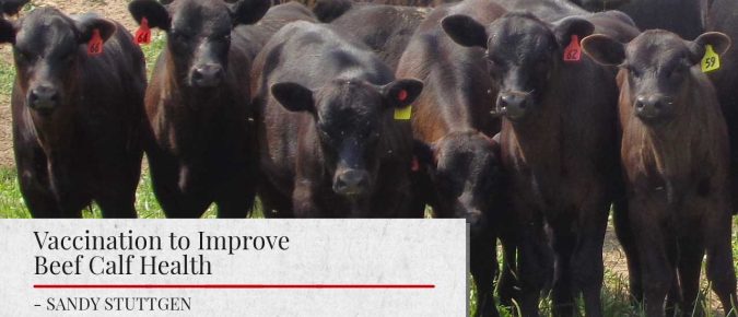 Vaccination to Improve Beef Calf Health