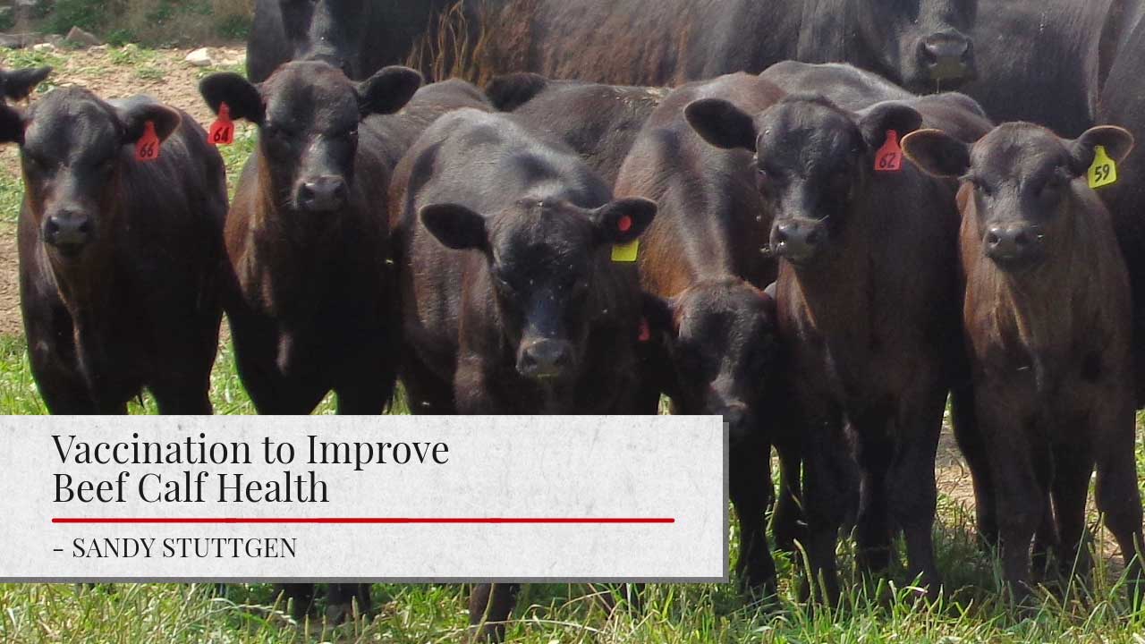 A group of black beef calves standing together in a grassy field, with ear tags visible. Below is a title overlay reading 'Vaccination to Improve Beef Calf Health' by Sandy Stuttgen.