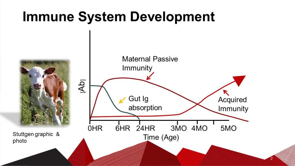 A graph showing immune system development in young cattle, with a small photo of a calf. The graph plots antibody levels against time from 0 hours to 5 months, showing three key curves: maternal passive immunity (declining), gut Ig absorption (early spike then decline), and acquired immunity (gradually increasing). The graph illustrates the transition from passive to active immunity.