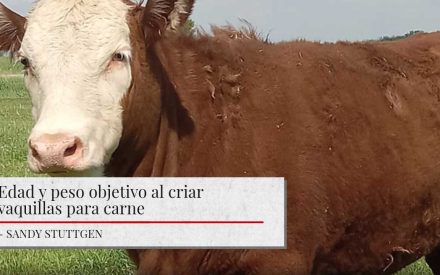 The image shows a Hereford cow. The image has a title "Edad y peso objetivo al criar vaquillas para carne" and the author's name "SANDY STUTTGEN" below it.