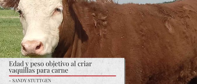 Edad y peso objetivo al criar vaquillas para carne