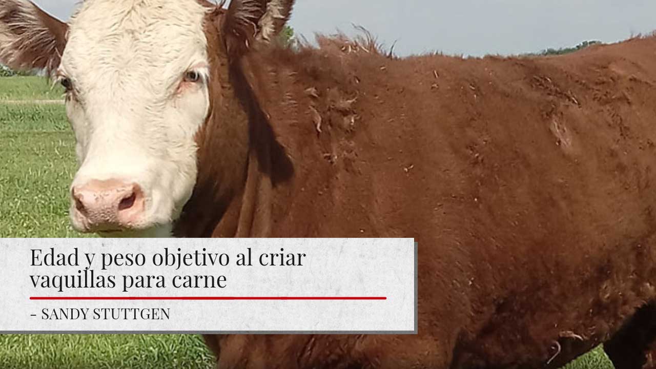 The image shows a Hereford cow. The image has a title "Edad y peso objetivo al criar vaquillas para carne" and the author's name "SANDY STUTTGEN" below it.