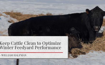 This image shows a close-up view of a black cattle standing in straw on a snowy background. The image is accompanied the article title that reads "Keep Cattle Clean to Optimize Winter Feedyard Performance." by William Halfman.