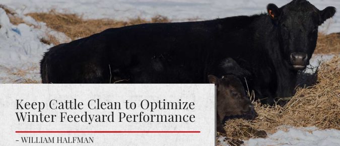 Keep Cattle Clean to Optimize Winter Feedyard Performance