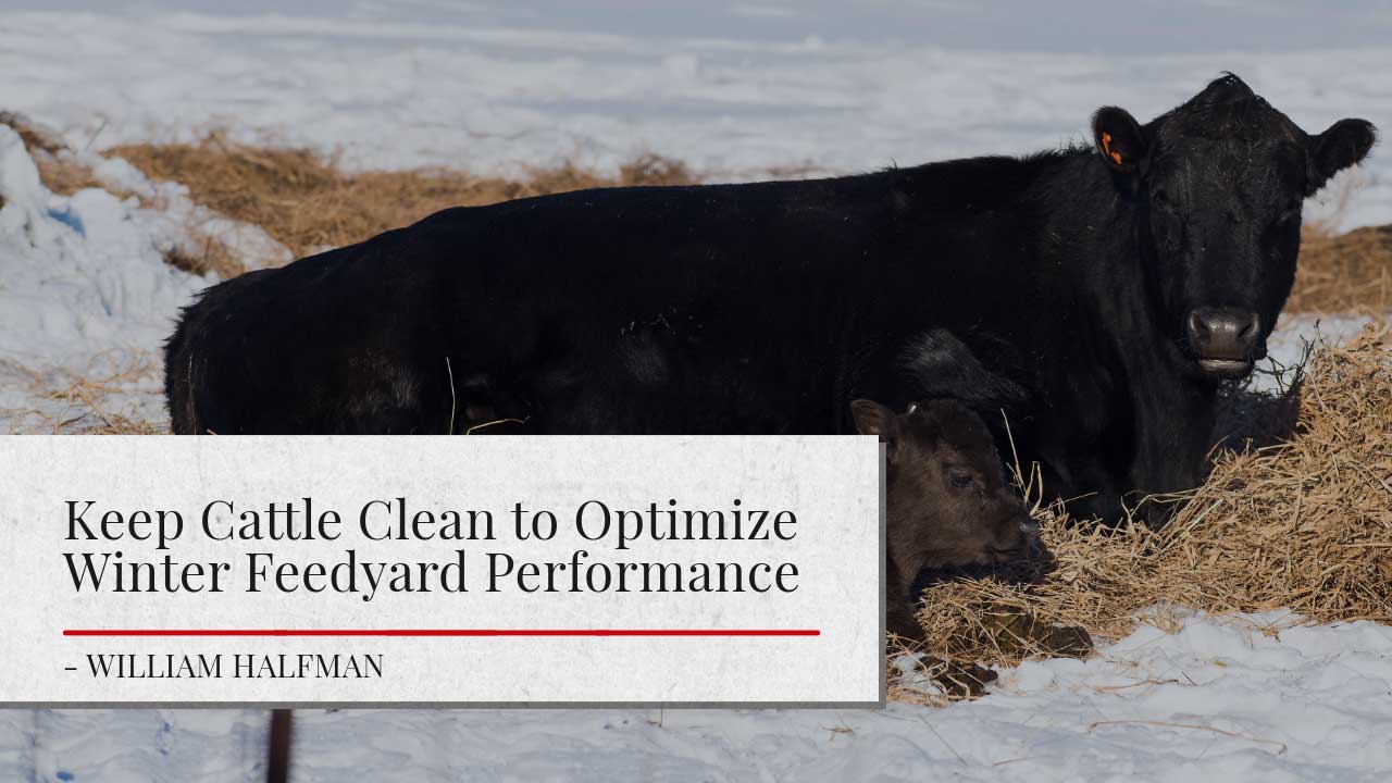 This image shows a close-up view of a black cattle standing in straw on a snowy background. The image is accompanied the article title that reads "Keep Cattle Clean to Optimize Winter Feedyard Performance." by William Halfman.