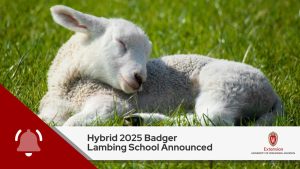 Hybrid 2025 Badger Lambing School Announced