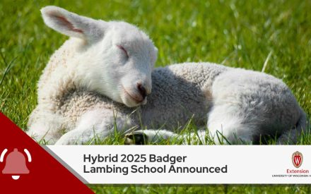 A young white lamb sleeping peacefully in green grass, with a header announcing 'Hybrid 2025 Badger Lambing School Announced' and the University of Wisconsin-Madison Extension logo.