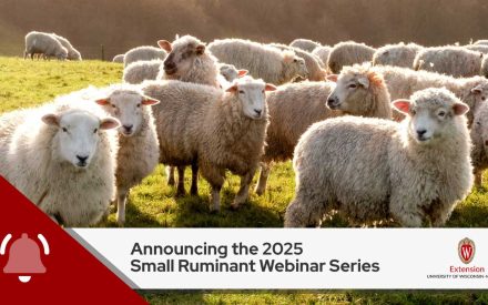 A group of sheep in a field, with text below announcing '2025 Small Ruminant Webinar Series' from UW-Madison Extension. The announcement includes a red bell icon and the UW-Madison Extension logo.