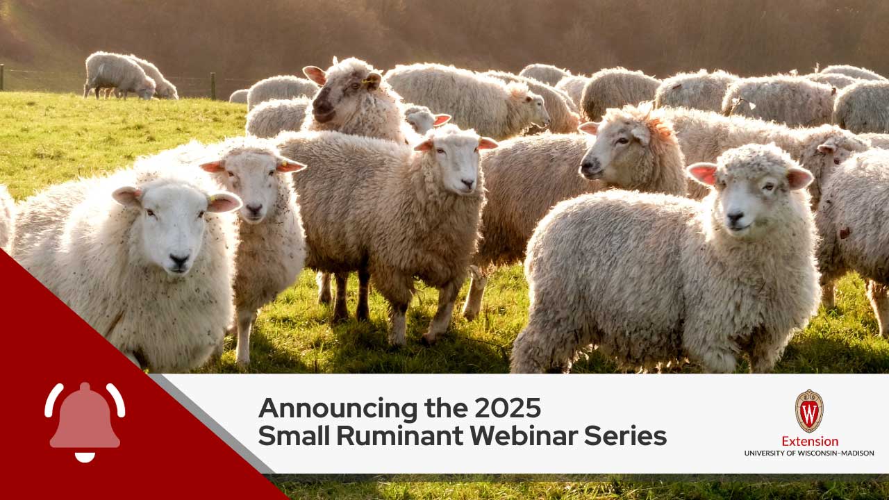 A group of sheep in a field, with text below announcing '2025 Small Ruminant Webinar Series' from UW-Madison Extension. The announcement includes a red bell icon and the UW-Madison Extension logo.