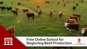 Free Online School for Beginning Beef Production