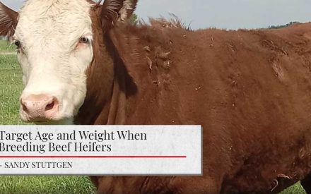 The image shows a Hereford cow. The image has a title "Target Age and Weight When Breeding Beef Heifers" and the author's name "SANDY STUTTGEN" below it.