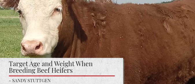 Target Age and Weight When Breeding Beef Heifers