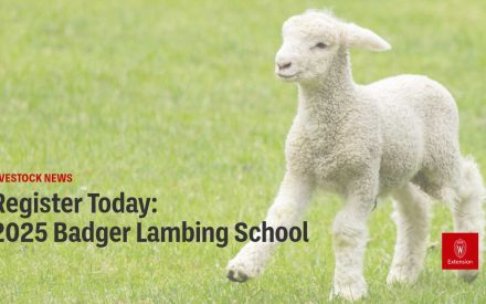 Register Today: 2025 Badger Lambing School