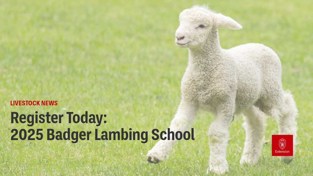 A young white lamb standing in a green field, with the headline 'Register Today: 2025 Badger Lambing School' and a University of Wisconsin Extension logo.