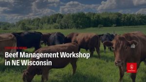 Beef Management Workshop in NE WI – March 4