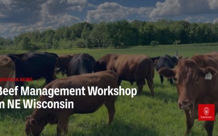 A herd of black and brown beef cattle grazing in a green pasture, with a tree line and blue cloudy sky in the background. Text overlay reads 'LIVESTOCK NEWS: Beef Management Workshop in NE Wisconsin' with a University of Wisconsin Extension logo.