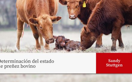 Brown cattle in field surrounding a newborn calf. Text reads "Determinación del estado de preñez bovino" with author "Sandy Stuttgen" in red box.