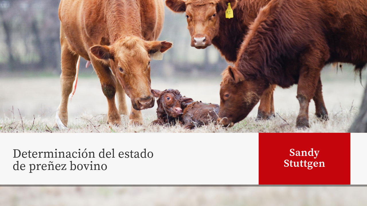 Brown cattle in field surrounding a newborn calf. Text reads "Determinación del estado de preñez bovino" with author "Sandy Stuttgen" in red box.