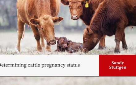 Brown cattle in field surrounding a newborn calf. Text reads "Determining cattle pregnancy status" with author "Sandy Stuttgen" in red box.