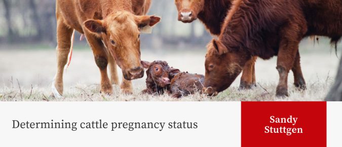 Determining cattle pregnancy status