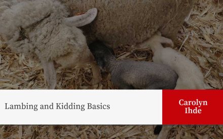 A photo of sheep laying on straw bedding, with the title "Lambing and Kidding Basics" and author credit for Carolyn Ihde.